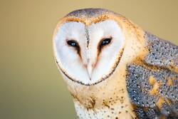 White Owl Birds Eye