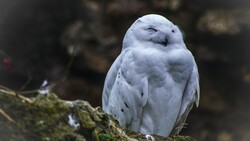 White Owl Desktop Background HD Wallpaper