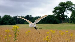 White Owl Flight Meadows