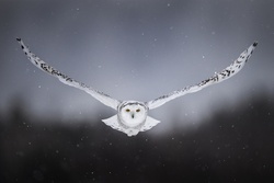 White Owl Flight