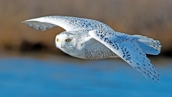 White Owl Flying HD Wallpaper