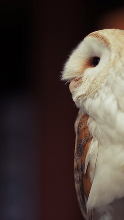 White Owl Mobile Image