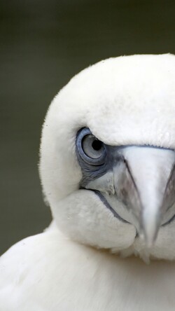 White Owl Nature Close Your Eyes Image