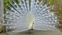 White Peacock Birds 4K Photo