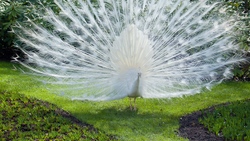 White Peacock Peafowl 4K