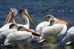 White Pelican Birds Group in Water