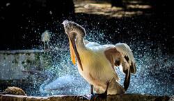 White Pelican In Shallow Photo