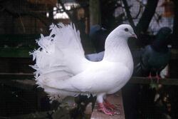 White Pigeon Bird at Home Photo