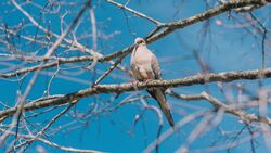 White Pigeon Bird on Tree Branch
