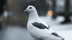 White Pigeon Bird