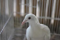 White Pigeon Close Up 4K Photo