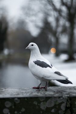 White Pigeon in City