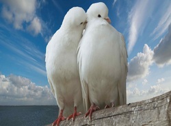 White Pigeon Love Birds