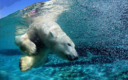 White Polar Bear in Ocean