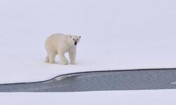 White Polar Bear on White Snowy Field Near Canal During Daytime