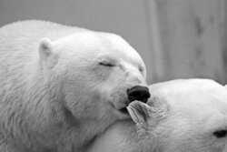 White Polar Bear Photo