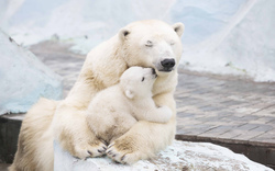 White Polar Bear With Child