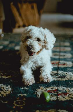 White Poodle Puppy Mobile Pic