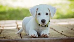 White Puppy Dog Lying On Wood