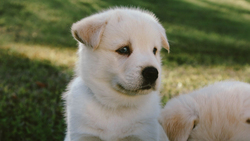 White Puppy Dog on Grass