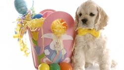 White Puppy Dog Sitting Near Toys