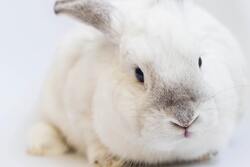 White Rabbit Animal Photo