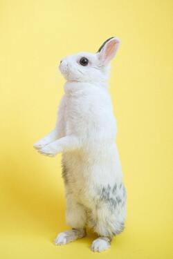 White Rabbit Standing Photo