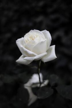 White Rose Flower Black and White Photo