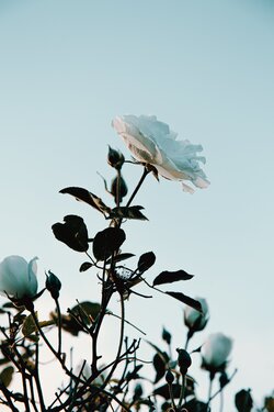 White Rose Flowers Blooming Below a Warm