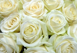 White Roses Desktop Background