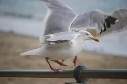 White Seagull Bird Seating on Roll