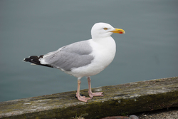 White Seagull Bird Ultra HD Photo