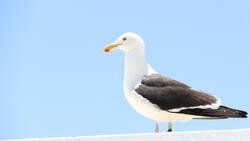White Seagull HD Photo