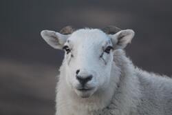 White Sheep Face 4K Photo