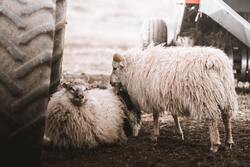 White Sheep in Farm