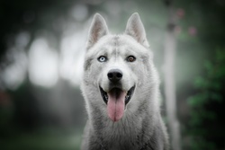 White Siberian Husky Tongue Ultra HD Wallpaper