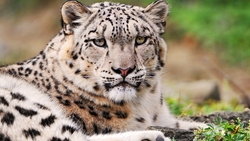 White Snow Leopard HD Wallpaper