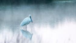 White Spoonbill in Lake 4K Wallpaper