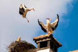 White Stork Bird 5K Photography