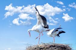 White Stork Birds at Nest