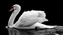 White Swan 4K Photo