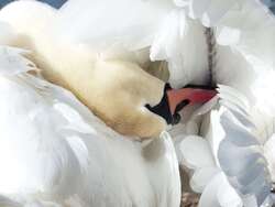 White Swan Bird 4K Wallpaper