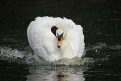 White Swan in Lake Pic