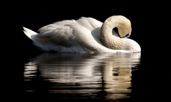 White Swan in Water With Black Background