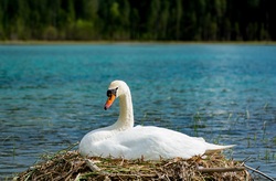 White Swan Relaxing on Nest