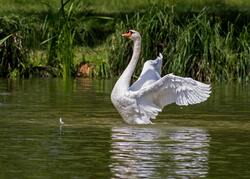 White Swan Spreading Wings in Green Water
