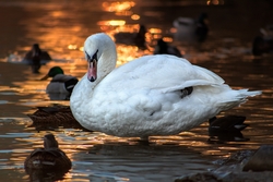 White Swan Standing with Cute Babies in Water