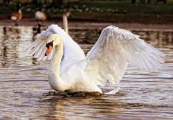 White Swan Ultra HD Pics