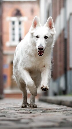 White Swiss Shepherd Dog Running