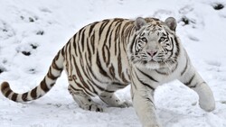 White Tiger 4K Wallpaper